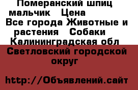 Померанский шпиц, мальчик › Цена ­ 35 000 - Все города Животные и растения » Собаки   . Калининградская обл.,Светловский городской округ 